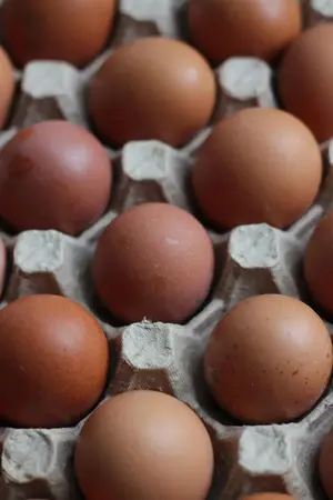 Oeufs du Vercors